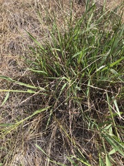 Digitaria ammophila