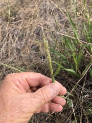 Digitaria ammophila