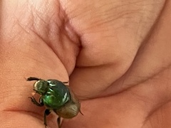 Proagoderus lanista