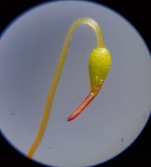 Bryum dichotomum