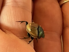 Proagoderus lanista