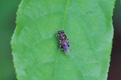 Adoxomyia