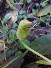 Pterostylis hispidula
