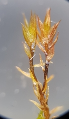 Bryum dichotomum