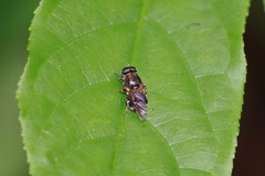 Adoxomyia