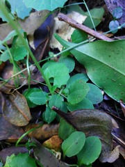 Pterostylis hispidula