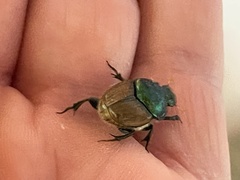 Proagoderus lanista