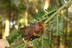 Doratifera oxleyi
