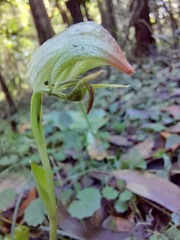 Pterostylis hispidula