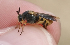 Ripiphorus rex