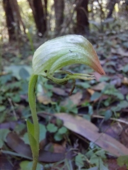 Pterostylis hispidula
