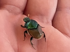 Proagoderus lanista
