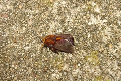 Doratifera oxleyi