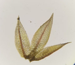 Bryum dichotomum