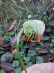 Pterostylis hispidula