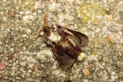 Doratifera oxleyi