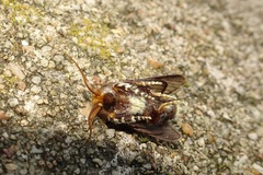 Doratifera oxleyi