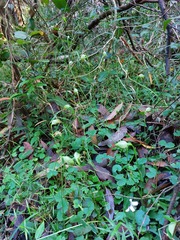 Pterostylis hispidula