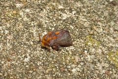 Doratifera oxleyi