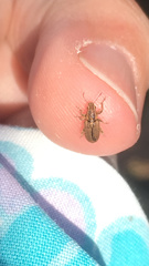 Sitona lineatus