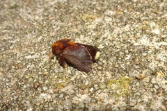 Doratifera oxleyi