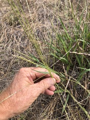 Digitaria ammophila