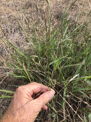 Digitaria ammophila