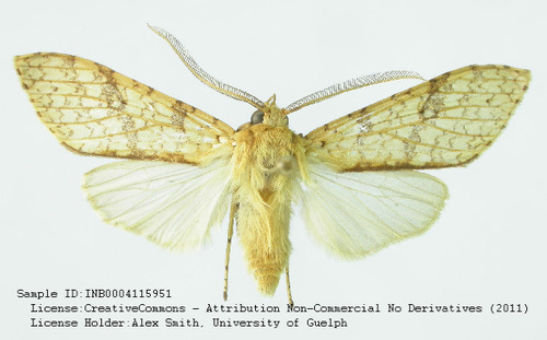 Lophocampa pectina