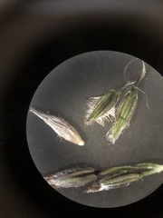 Digitaria ammophila