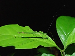 Paranecroscia terminalis
