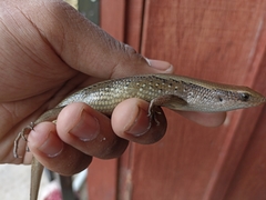 Eutropis multifasciata