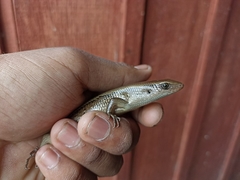 Eutropis multifasciata