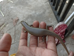 Eutropis multifasciata