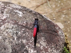 Orthetrum schneideri