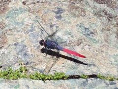 Orthetrum schneideri