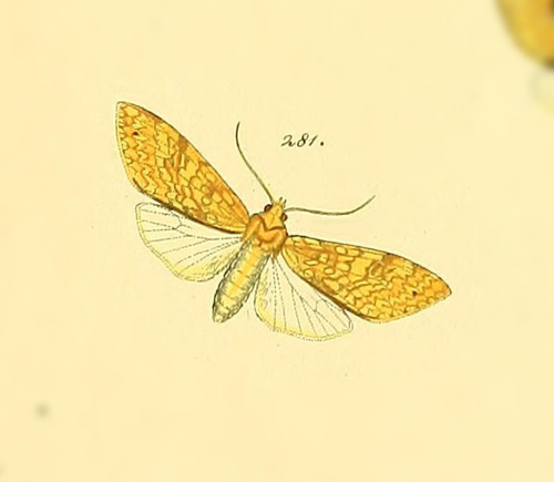 Lophocampa texta