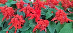Salvia splendens