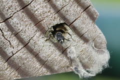 Sapyga quinquepunctata