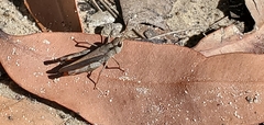 Pycnostictus seriatus