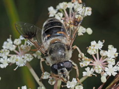 Eristalis alpina