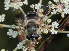 Eristalis alpina