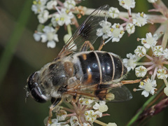 Eristalis alpina