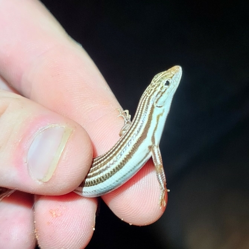 Orange-tailed Finesnout Ctenotus, Ctenotus leae