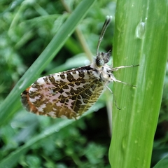 Anthocharis bambusarum