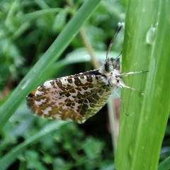 Anthocharis bambusarum