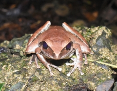 Ranoidea wilcoxii