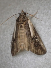 Stenoprora perspicua