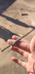 Podarcis hispanicus