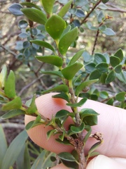 Epacris coriacea