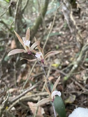 Ania penangiana
